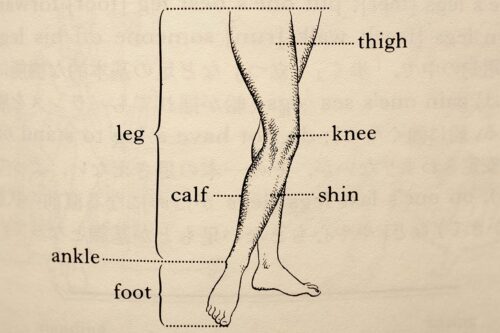 Leg, 『しぐさの英語表現辞典』小林祐子著　画：改田昌直、クロイワ・カズ、研究社