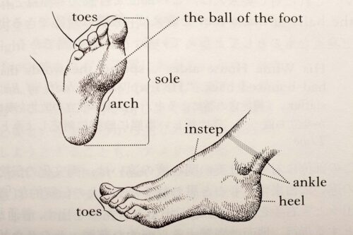 Ankle, 『しぐさの英語表現辞典』小林祐子著　画：改田昌直、クロイワ・カズ、研究社