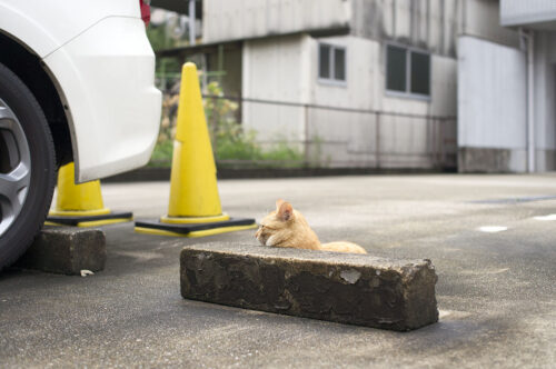 Red tabby cat